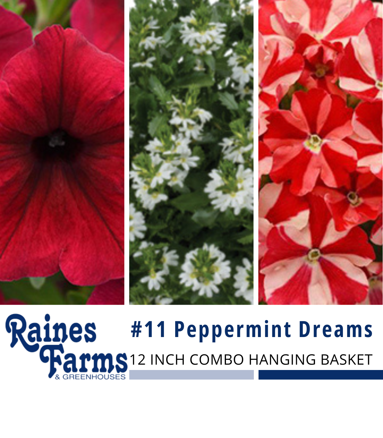 #11: Peppermint Dreams 12 Inch Combo Hanging Basket